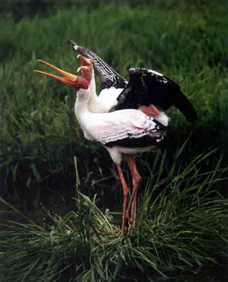 tl_files/hightlights/vogelpark_niendorf_ostsee.jpg